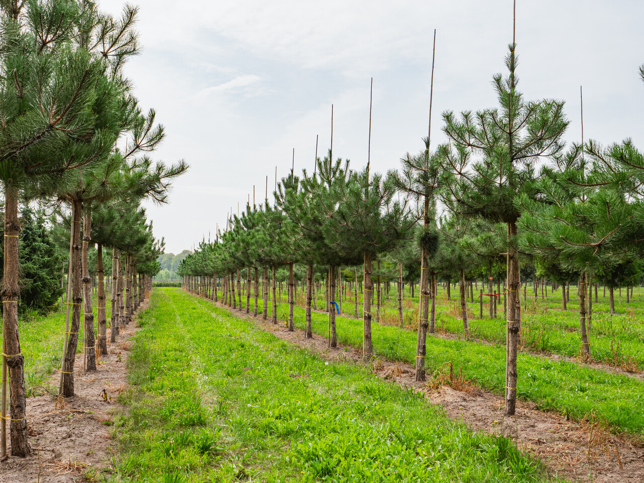 SUGALISM × PINE Moravian Southern Cross Austrian Pine | Pinus nigra 'Moravsky